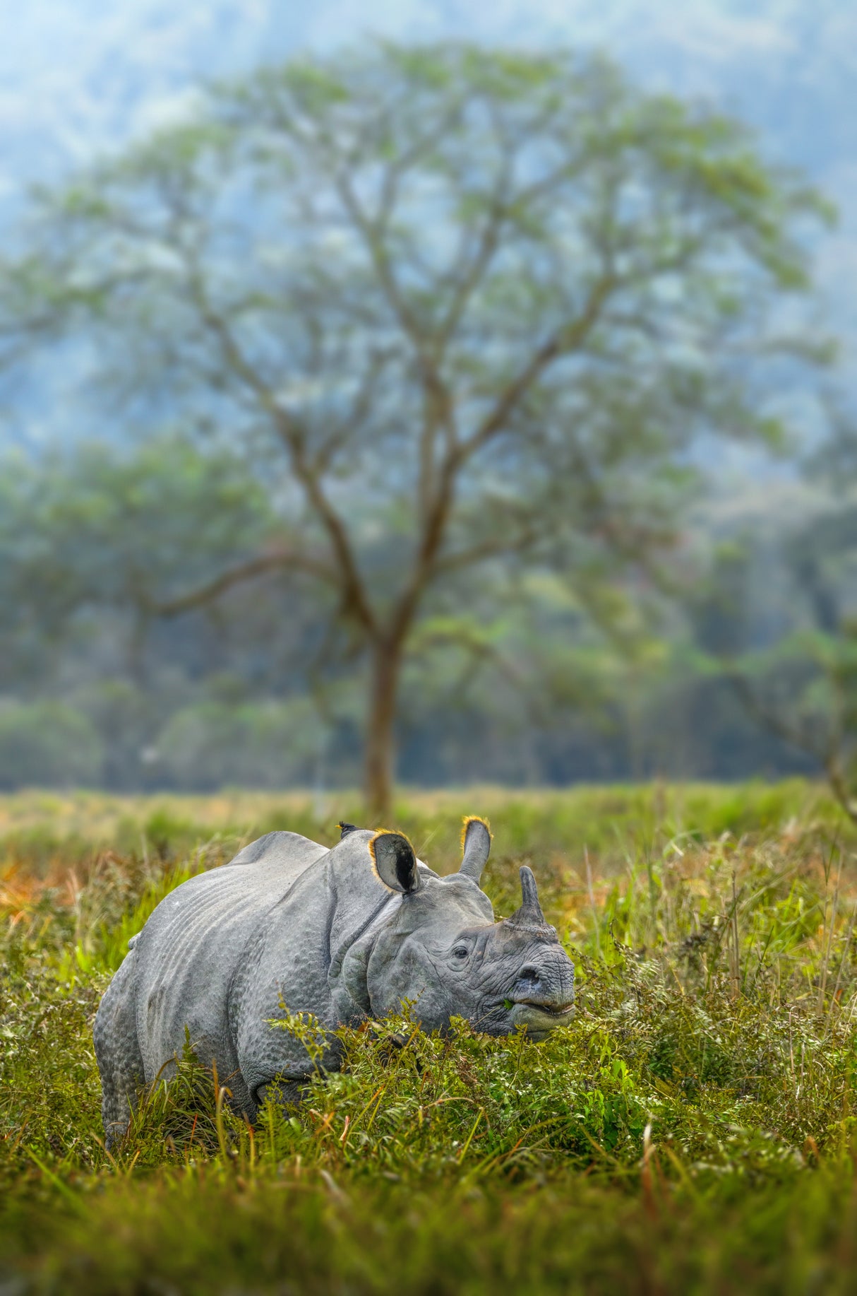 The Rhino Poster och Canvastavla