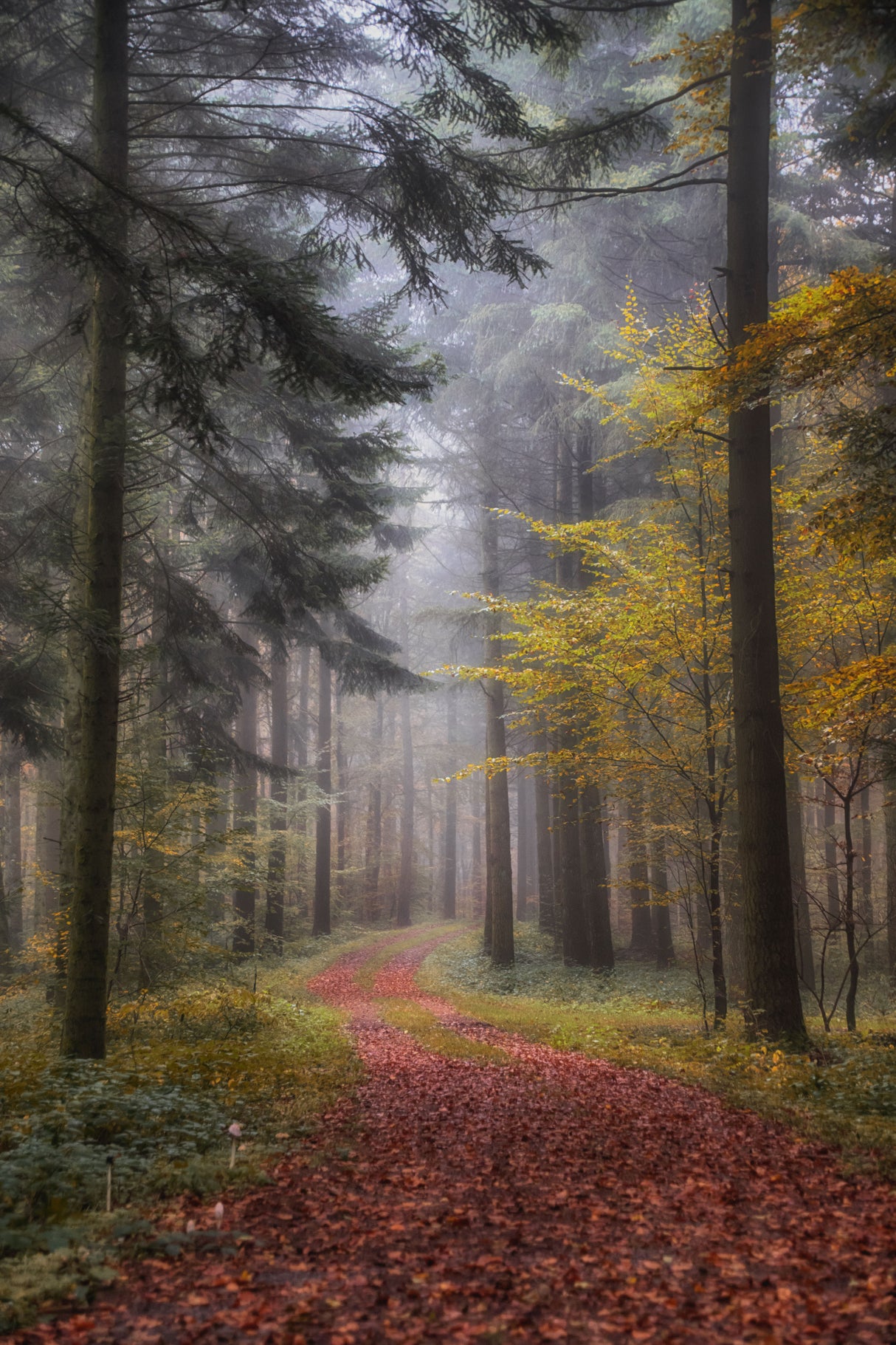 forest path Poster och Canvastavla