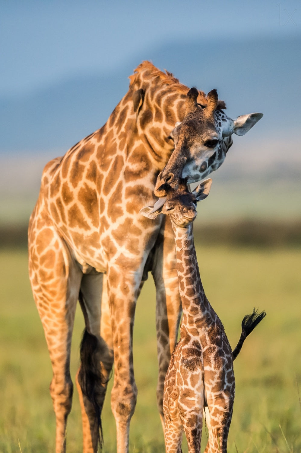 Mom Love Poster och Canvastavla