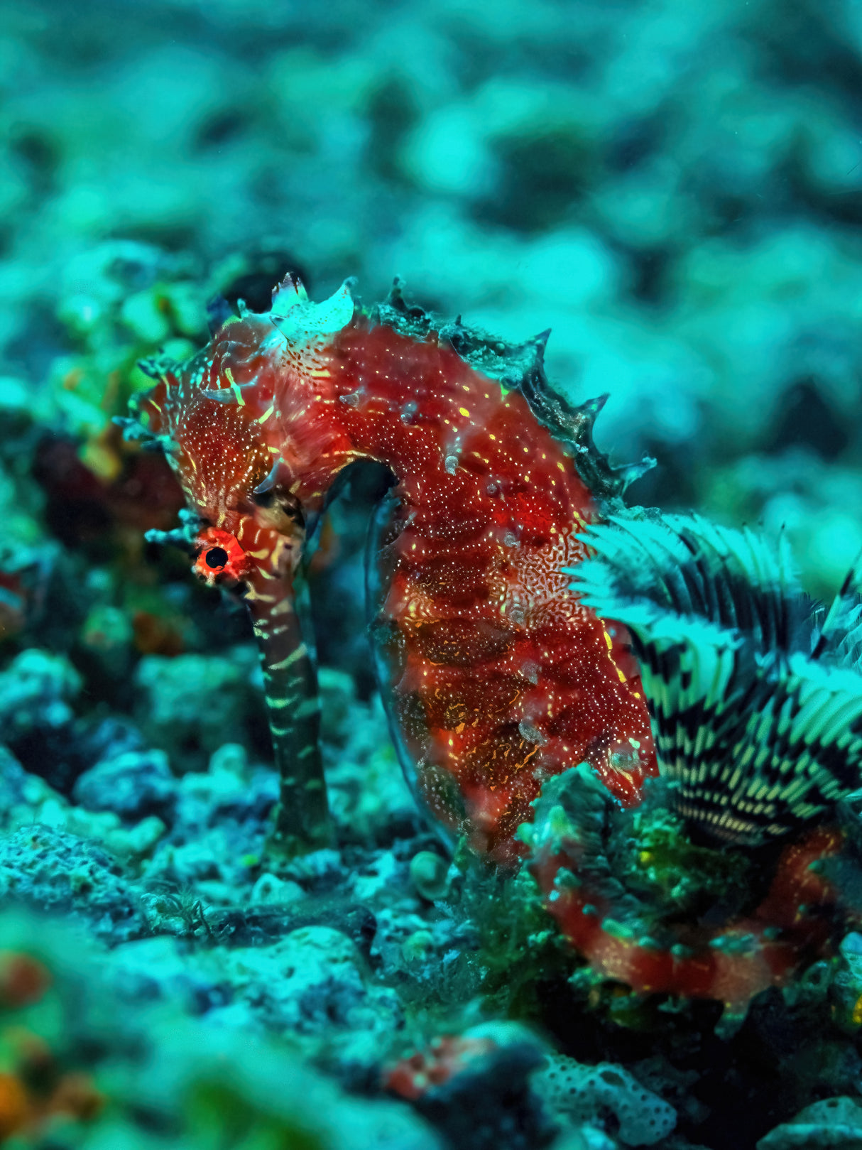 Seahorse portrait Poster och Canvastavla