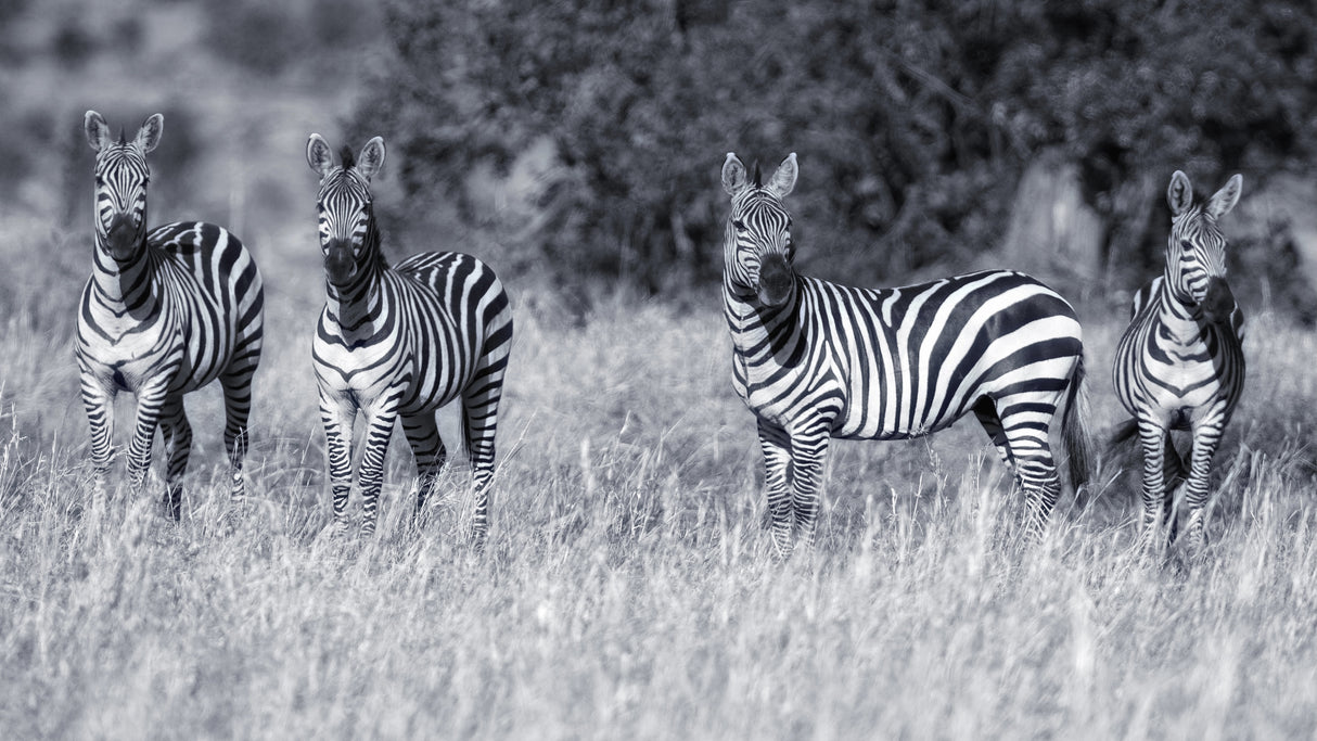 Zebras Poster och Canvastavla