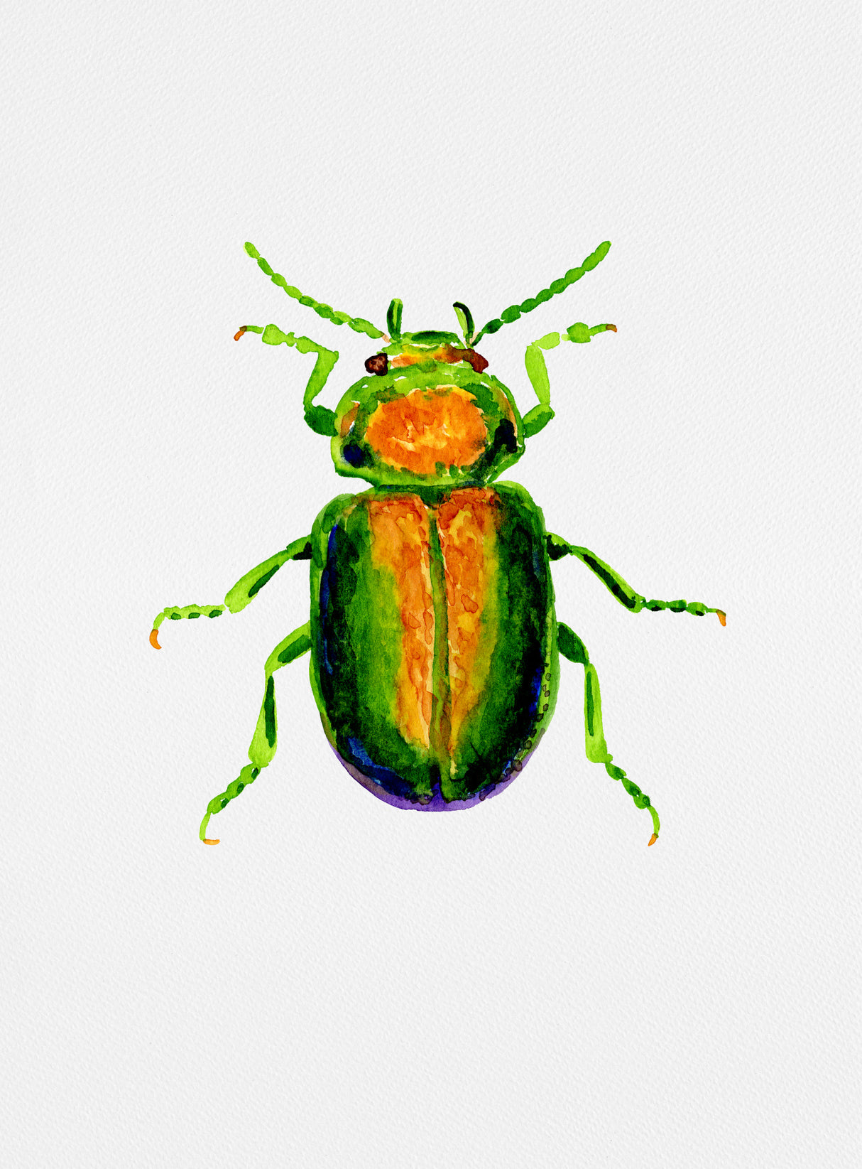 Tansy beetle or Chrysolina graminis Poster och Canvastavla