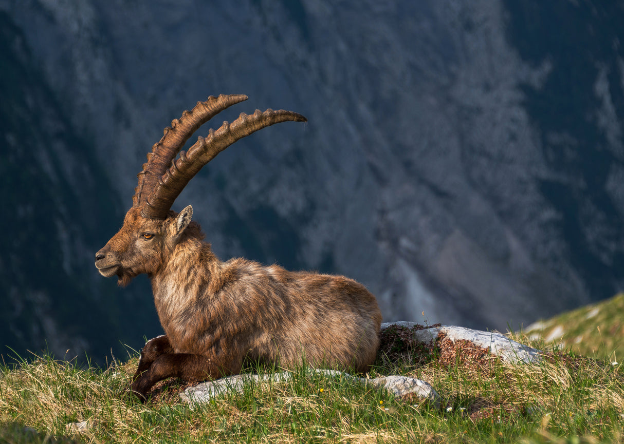 Alpine Ibex Poster och Canvastavla
