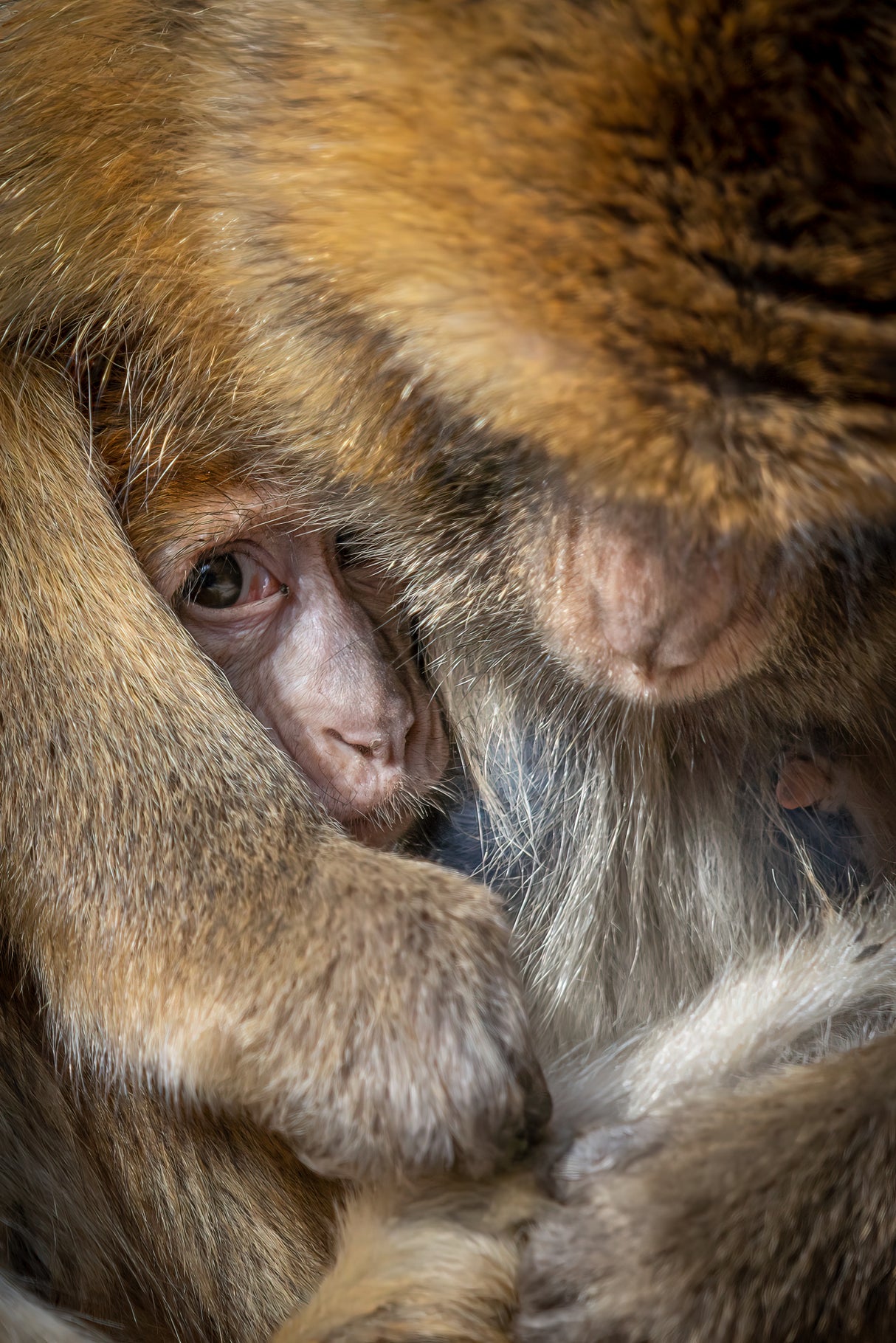 Berber Monkey Baby in Motherly Care Poster och Canvastavla