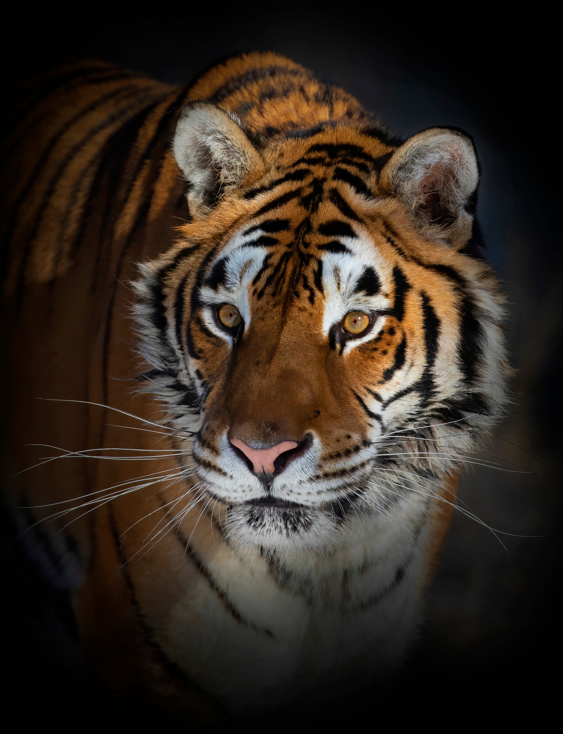 Portrait of a Siberian Tiger Poster och Canvastavla
