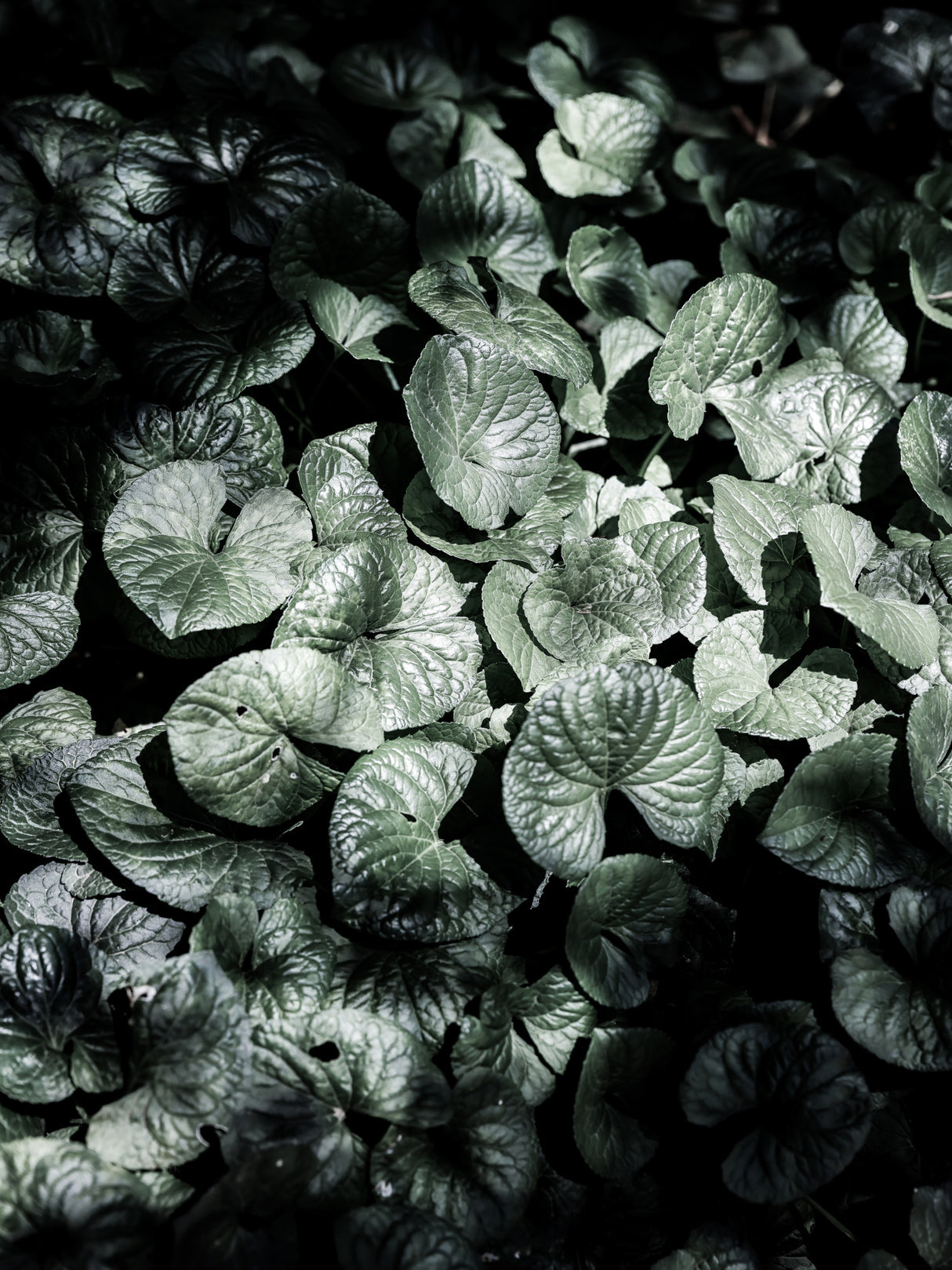 Forest Floor Poster och Canvastavla