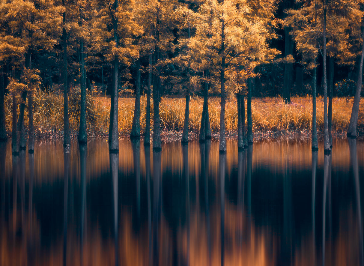 Trees in the Water Poster och Canvastavla