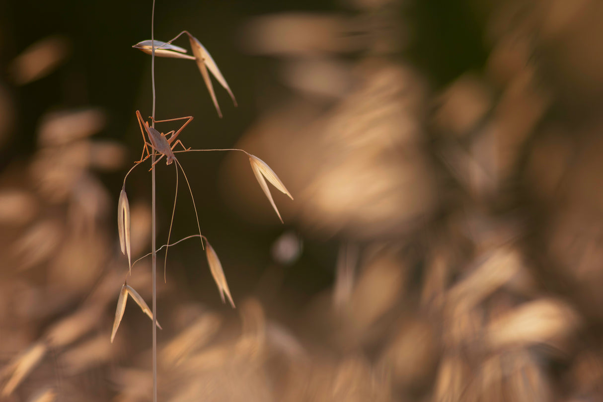 Grasshopper Poster och Canvastavla