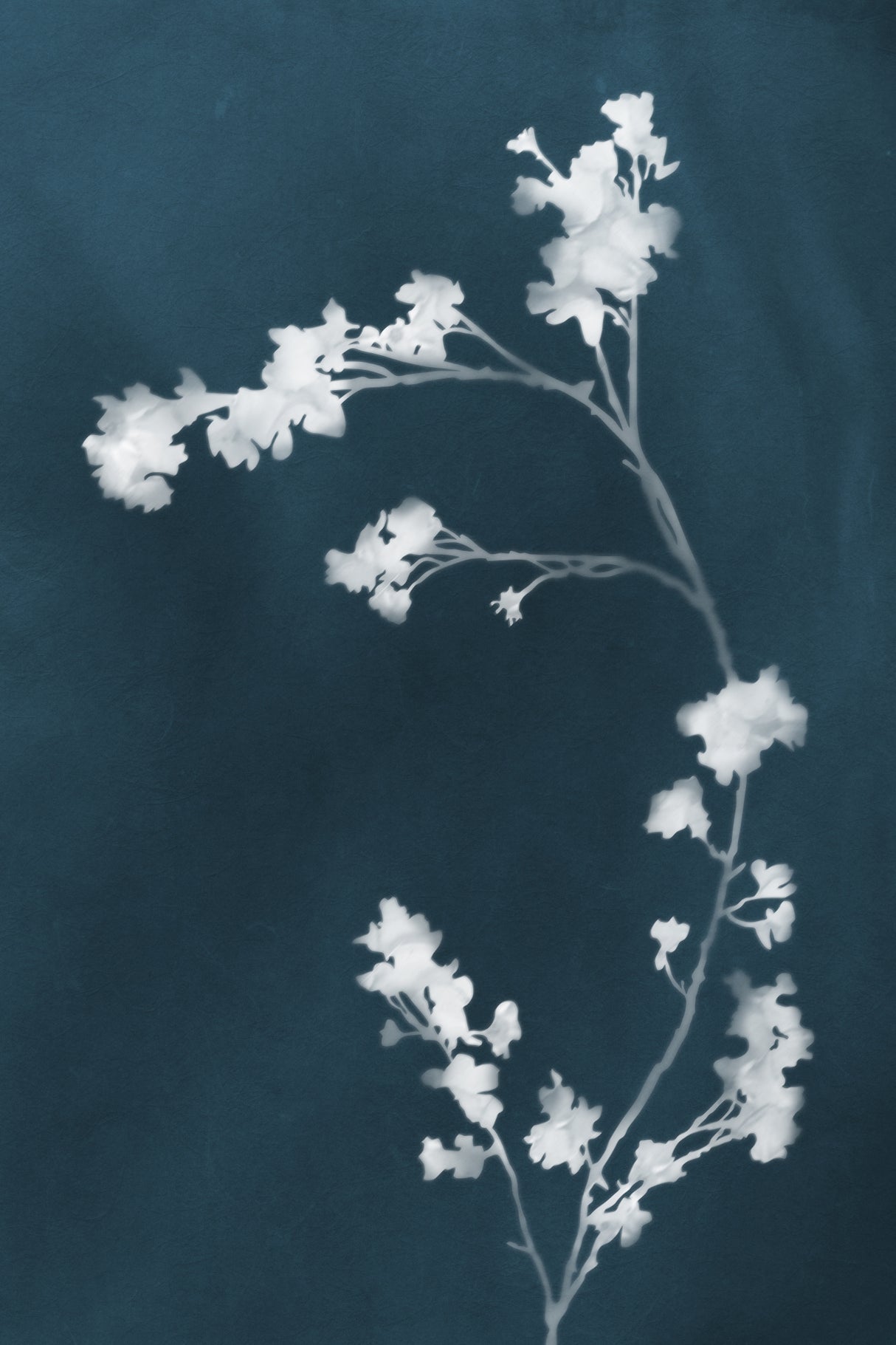 Monograph Blue Flowers Poster och Canvastavla