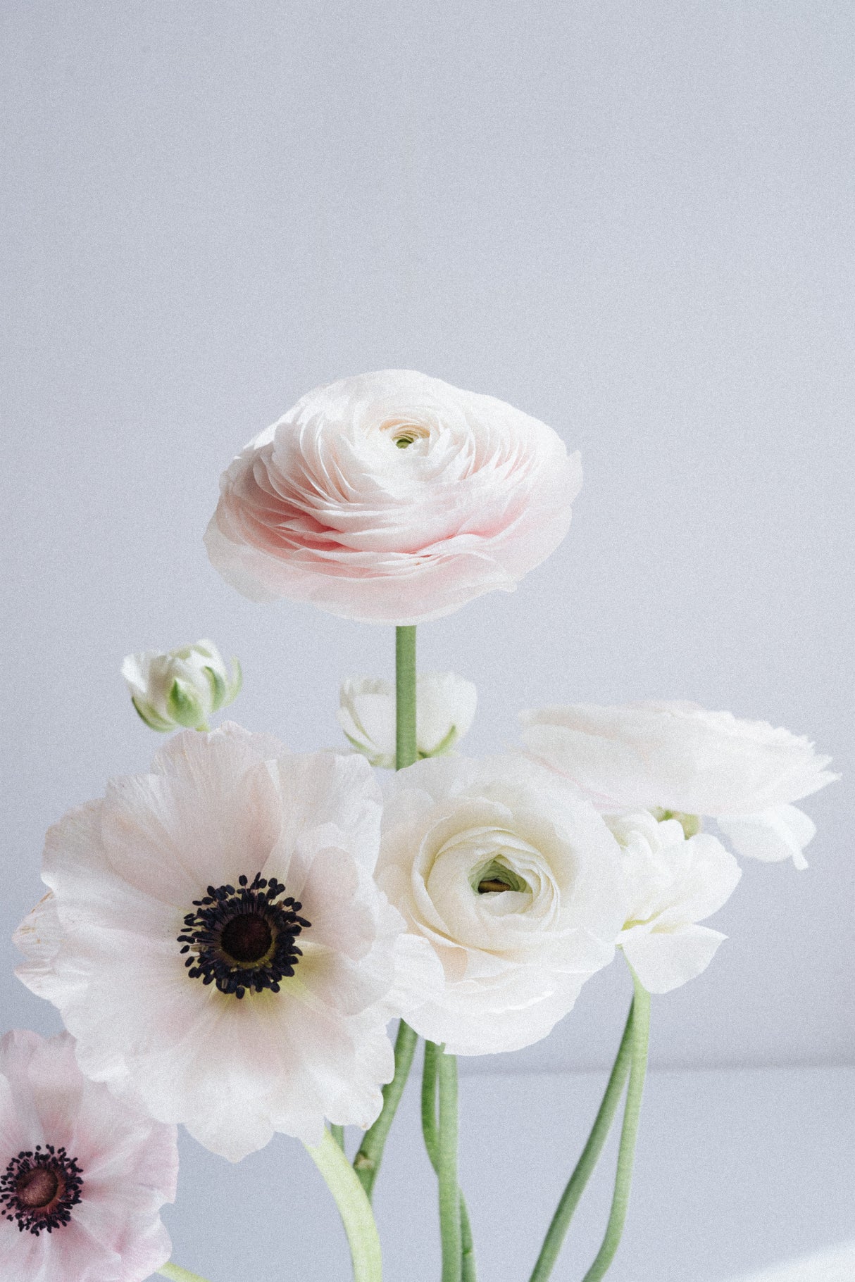 Ranunculus and Anemones Poster och Canvastavla