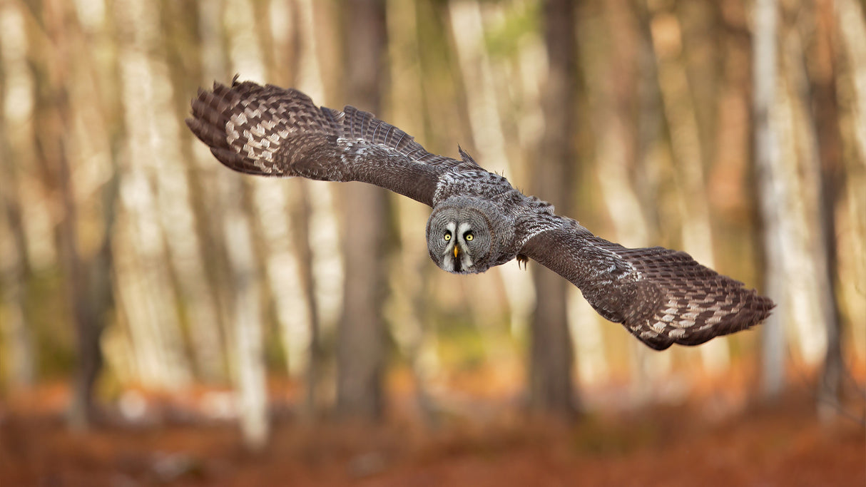 Great Grey Owl Poster och Canvastavla
