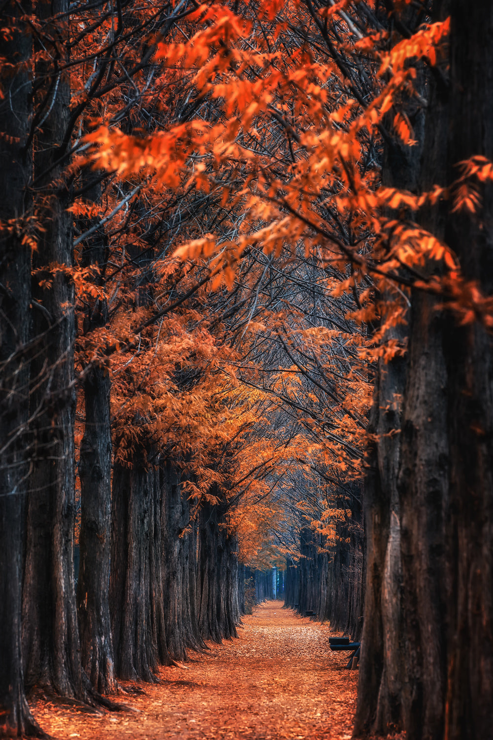 way to winter Poster och Canvastavla