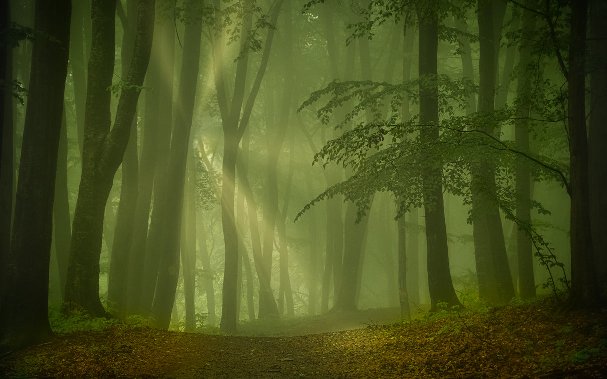 Magic forest Poster och Canvastavla