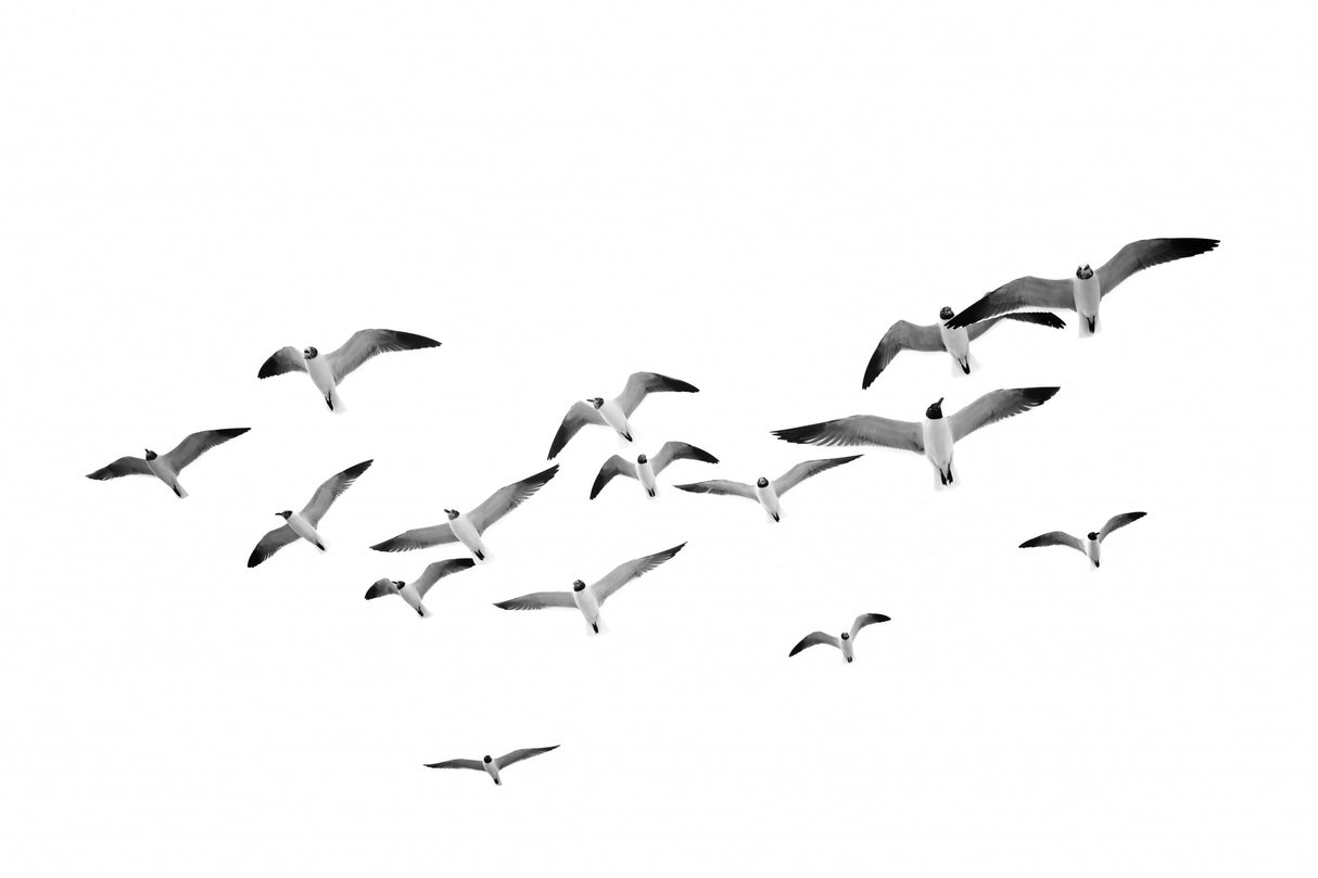 Flying Birds Poster och Canvastavla