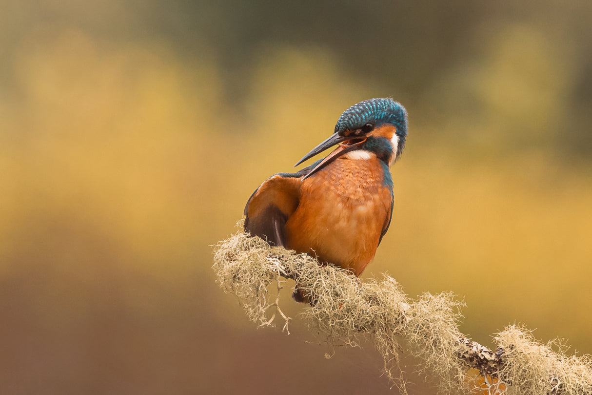 Cleaning my feathers Poster och Canvastavla