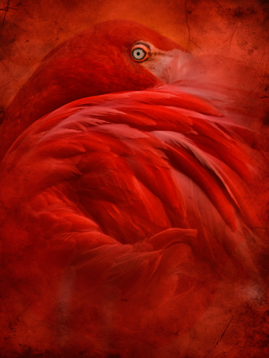 tropical Poster och Canvastavla