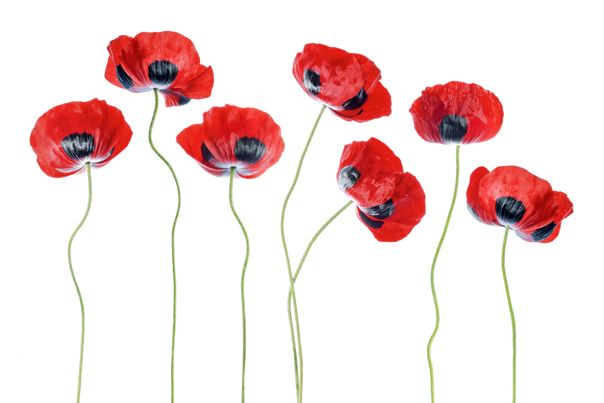 Ladybird Poppies Poster och Canvastavla