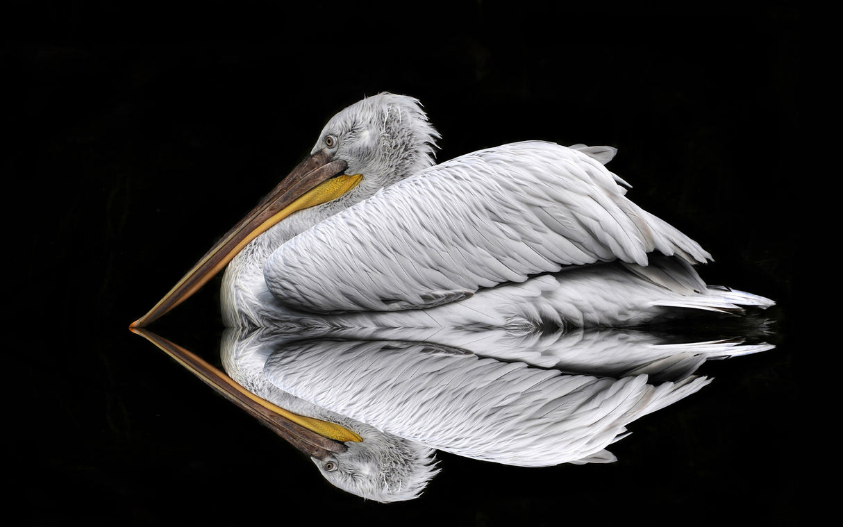 Mirrored the Pelican Poster och Canvastavla