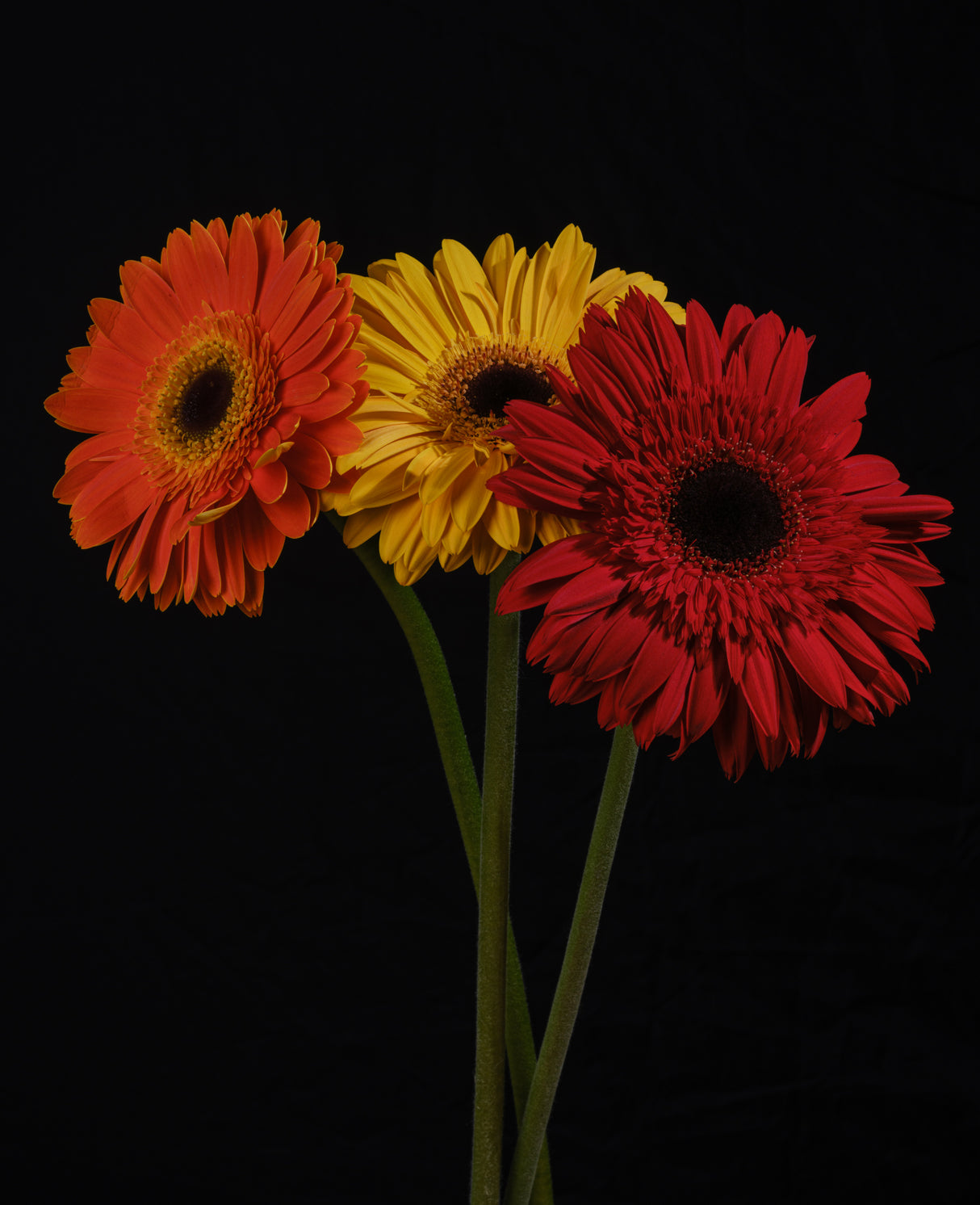 multicolored Gerbera flowers Poster och Canvastavla