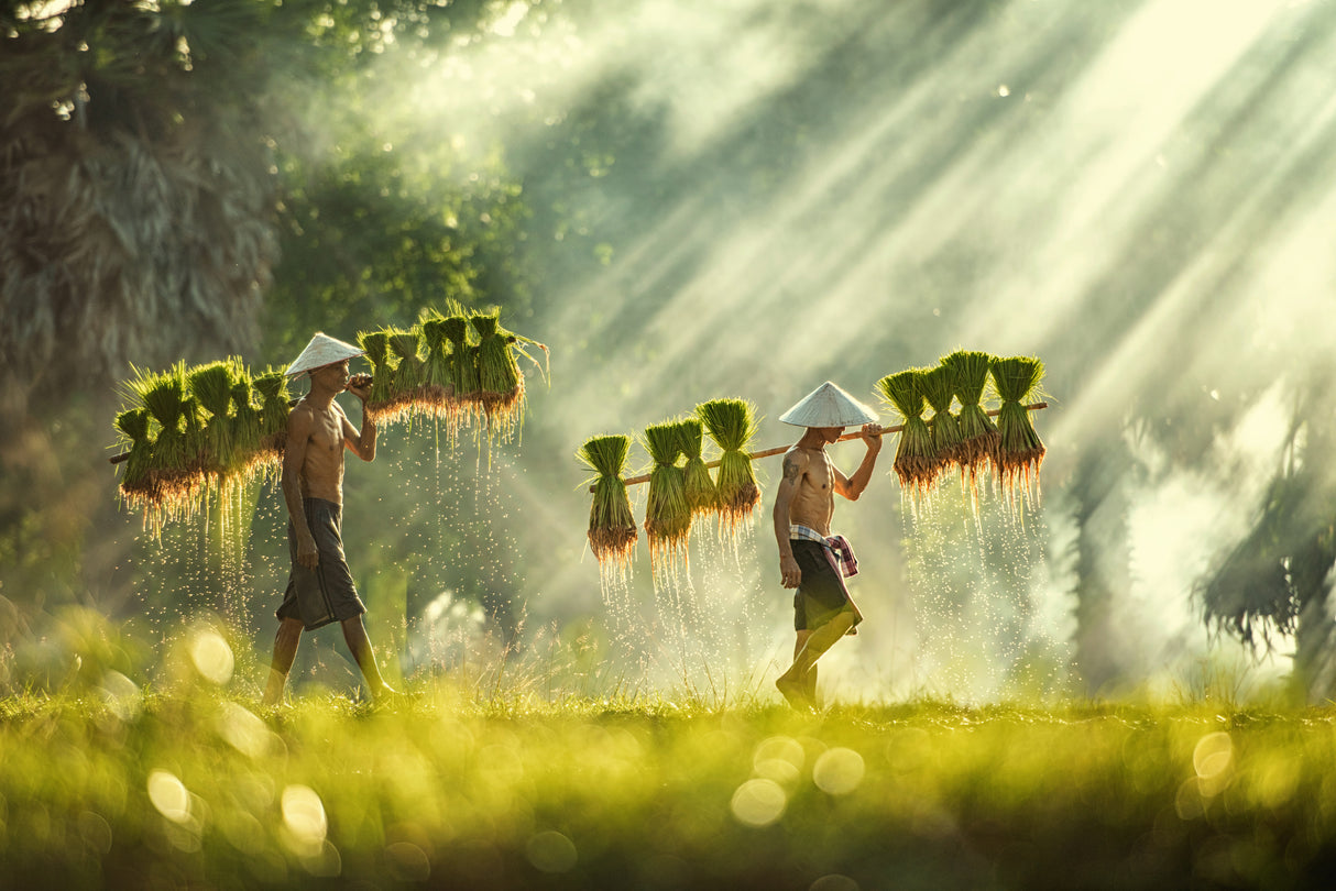Thailand farmers rice planting and grow rice in the rainy season Poster och Canvastavla