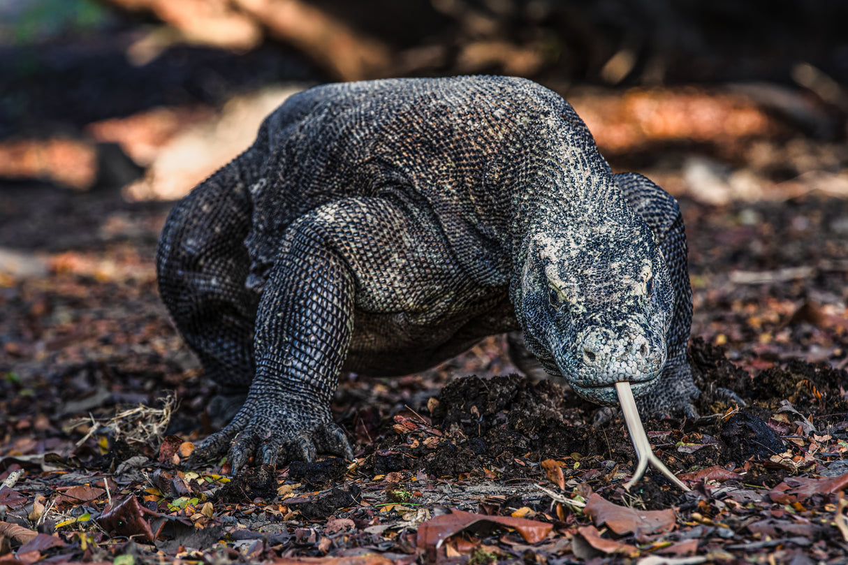 King of Komodo Poster och Canvastavla