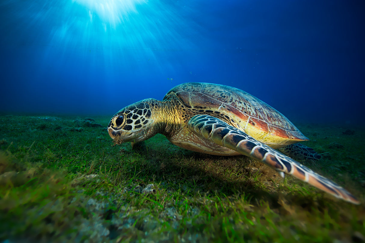 Green turtle Poster och Canvastavla