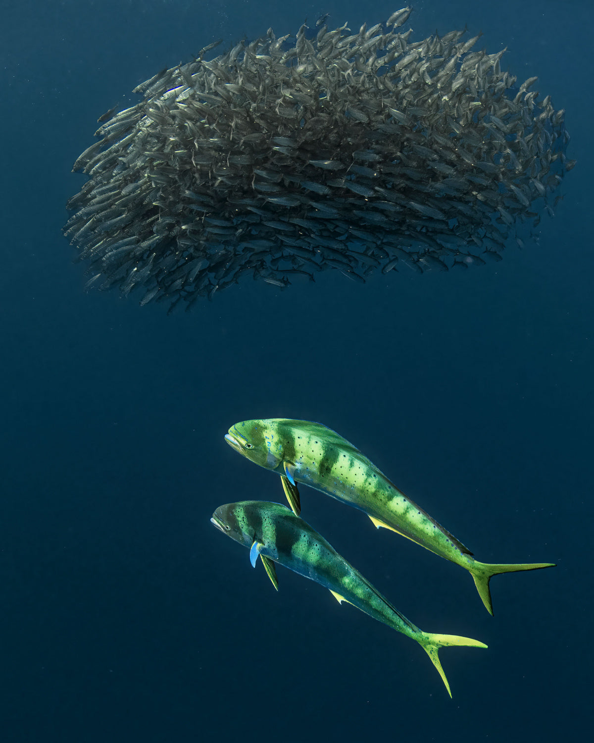 Mahi Mahi gone hunting… Poster och Canvastavla