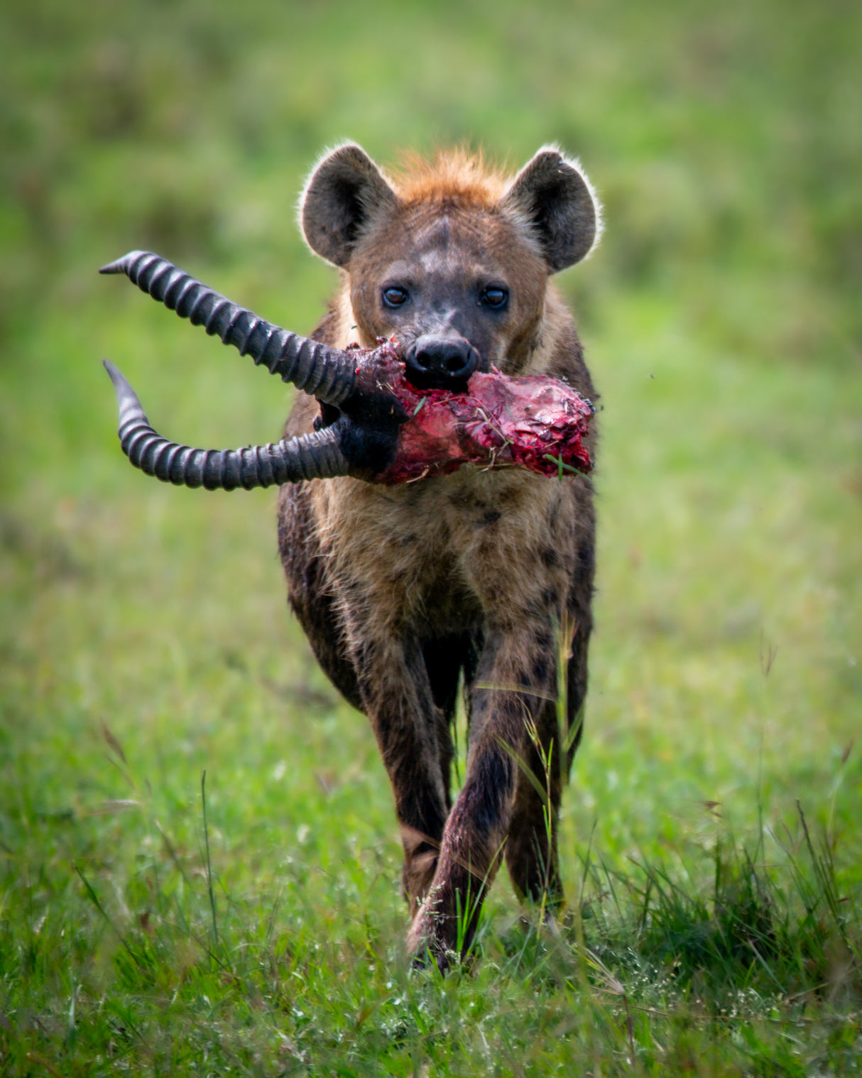 Heinous Hyena Poster och Canvastavla