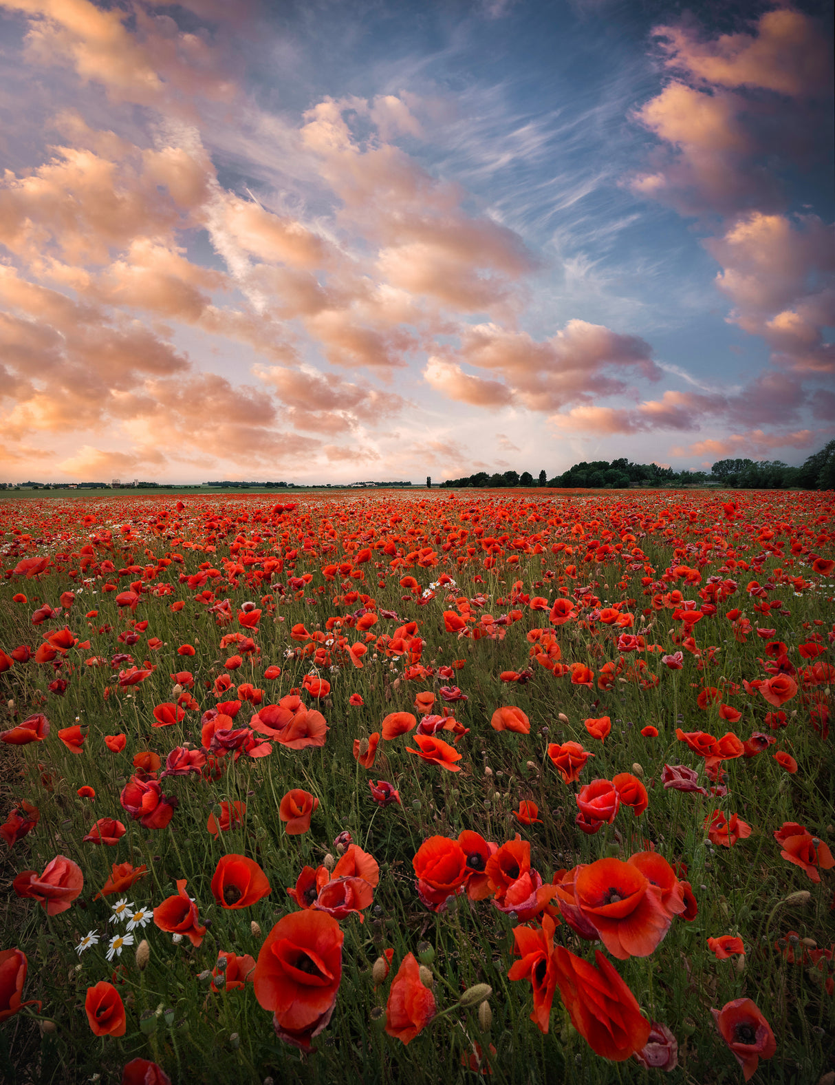 Poppy field in Sweden Poster och Canvastavla