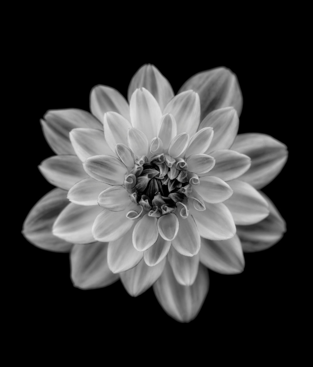 Dahlia Poster och Canvastavla