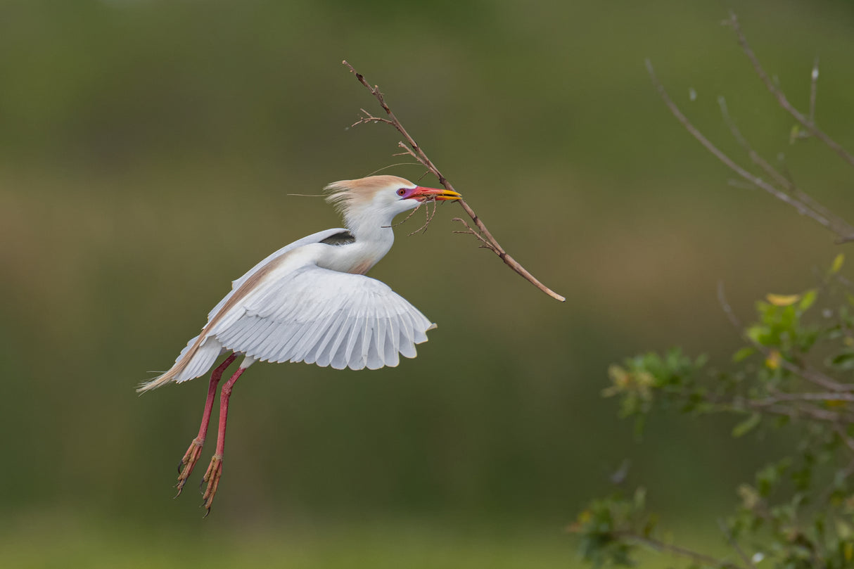 Cattle Egret Poster och Canvastavla