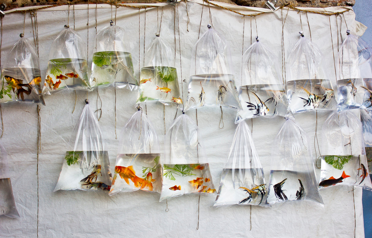 The Wall of Fish Poster och Canvastavla