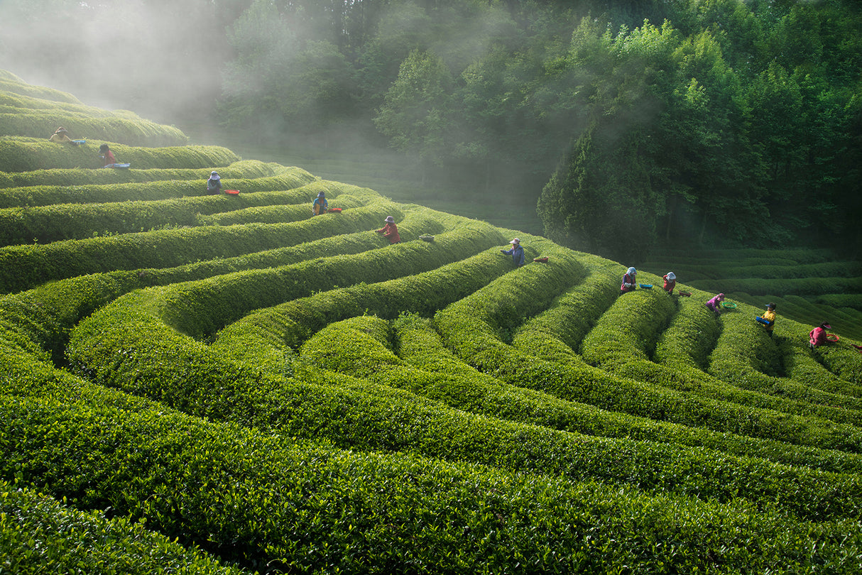 Green Tea Farm Poster och Canvastavla