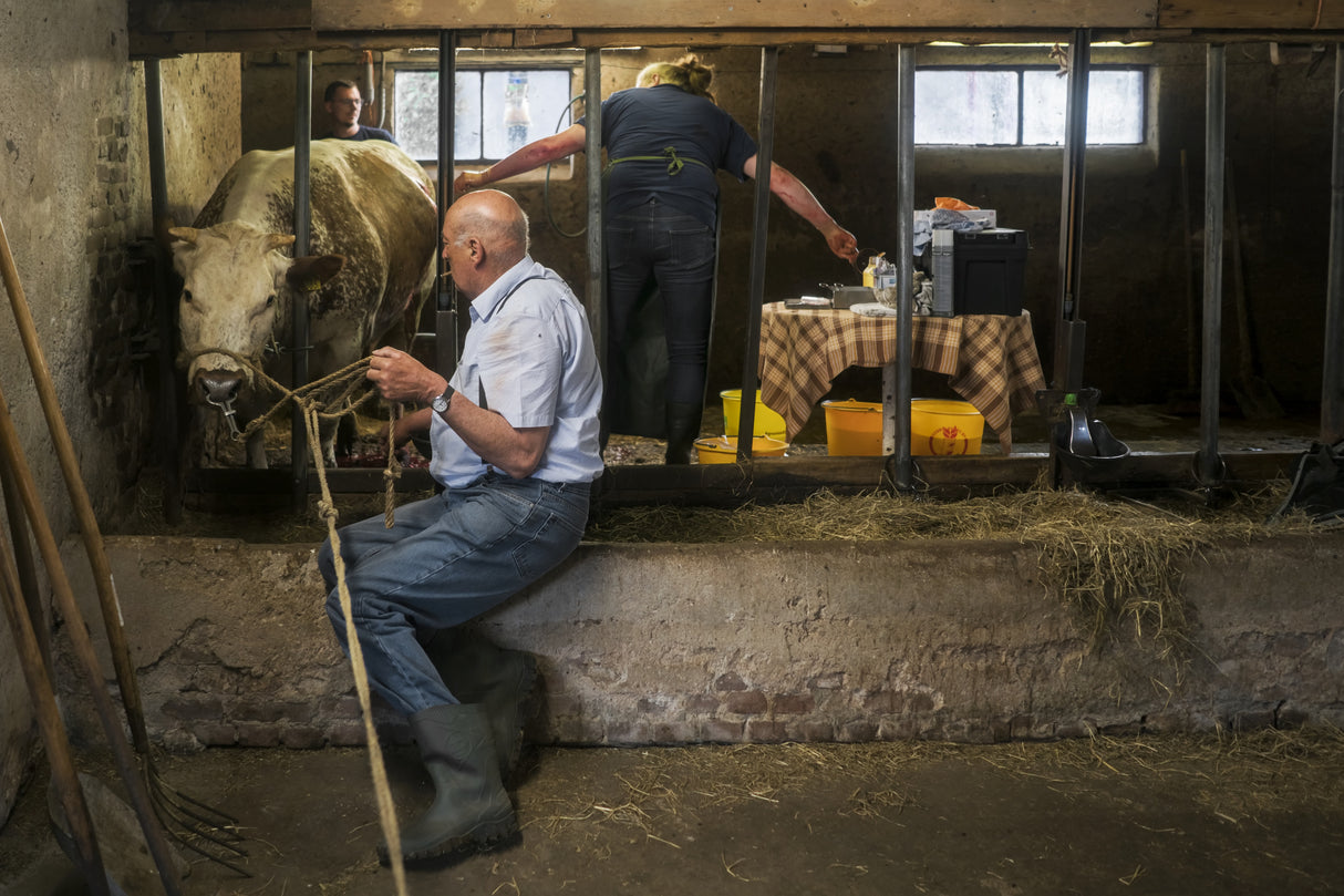 The cow gets a C section Poster och Canvastavla