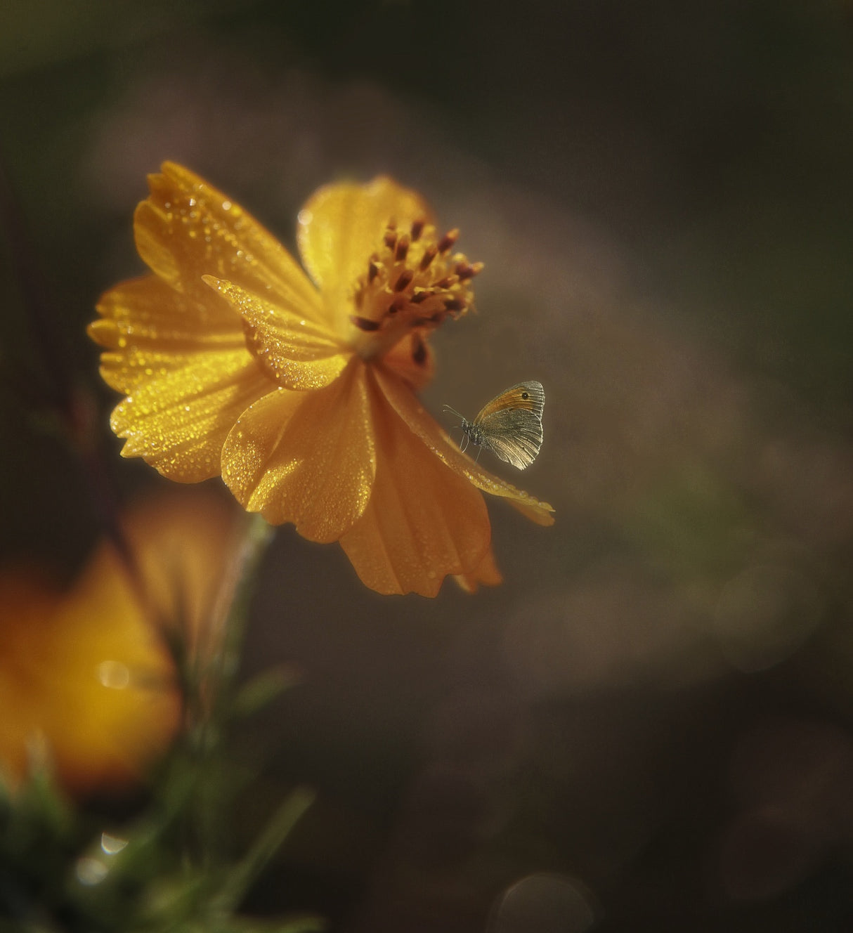 yellow flower Poster och Canvastavla