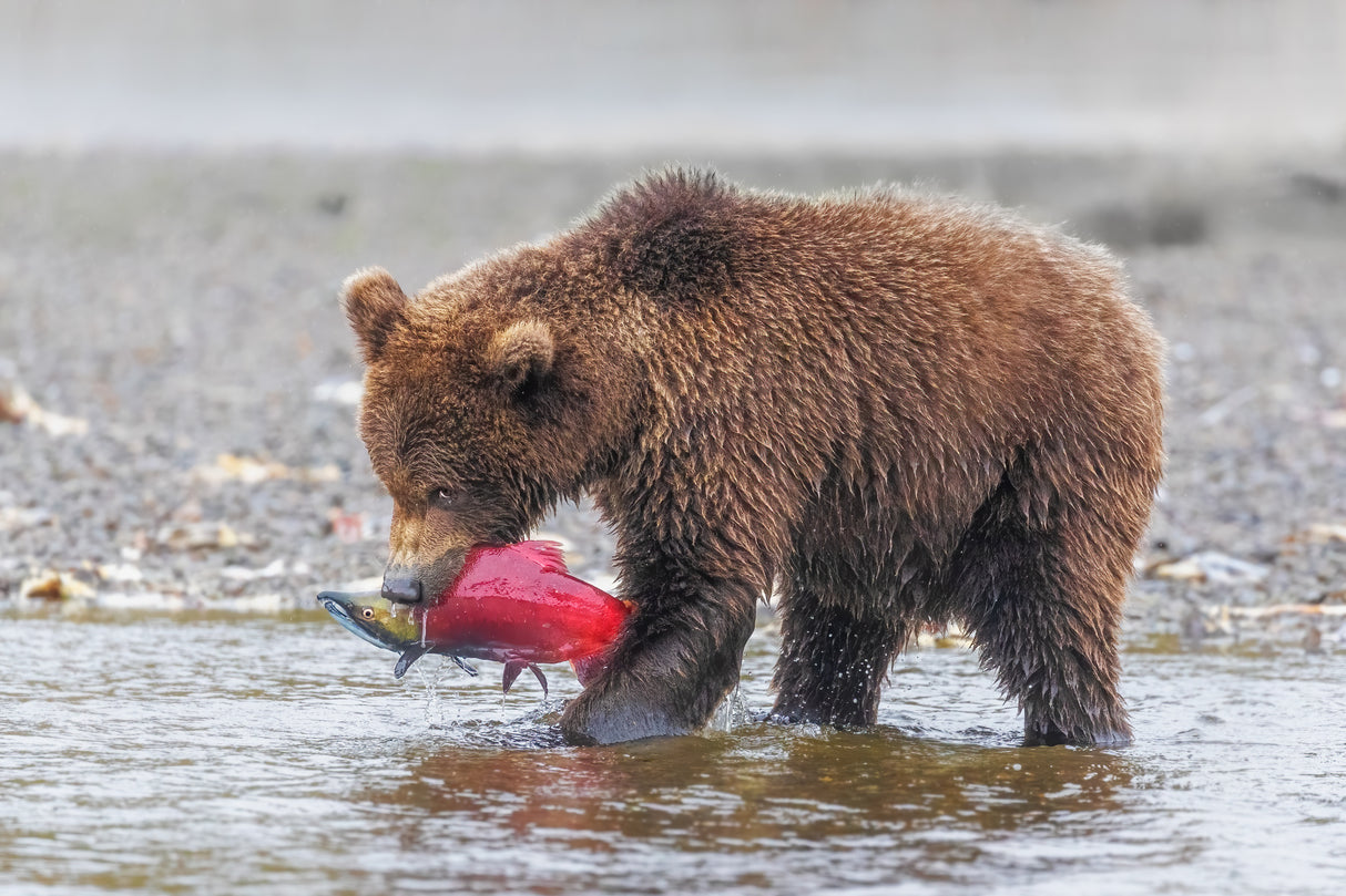 Baby Bear and Its's Catch Poster och Canvastavla