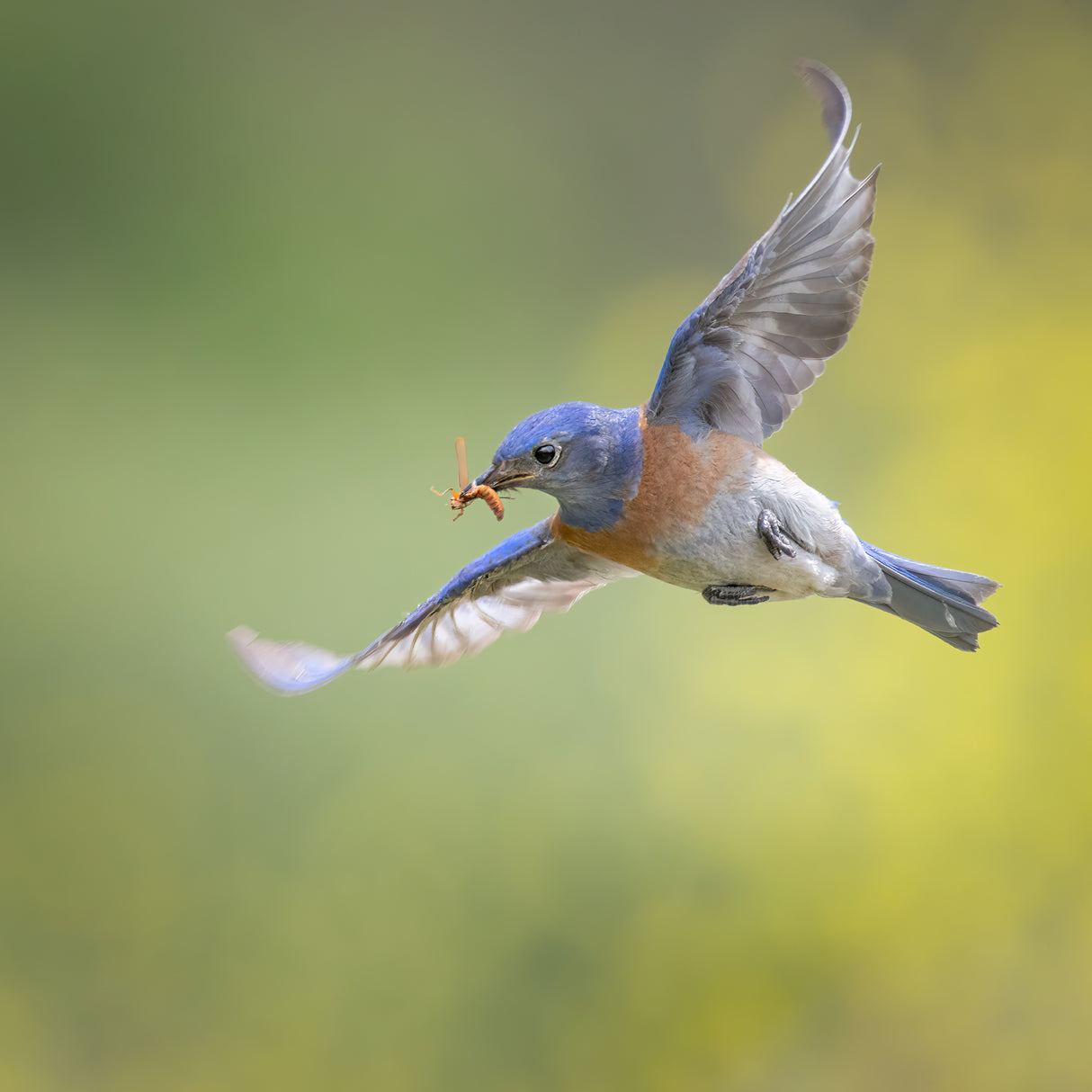 western bluebird with insect Poster och Canvastavla