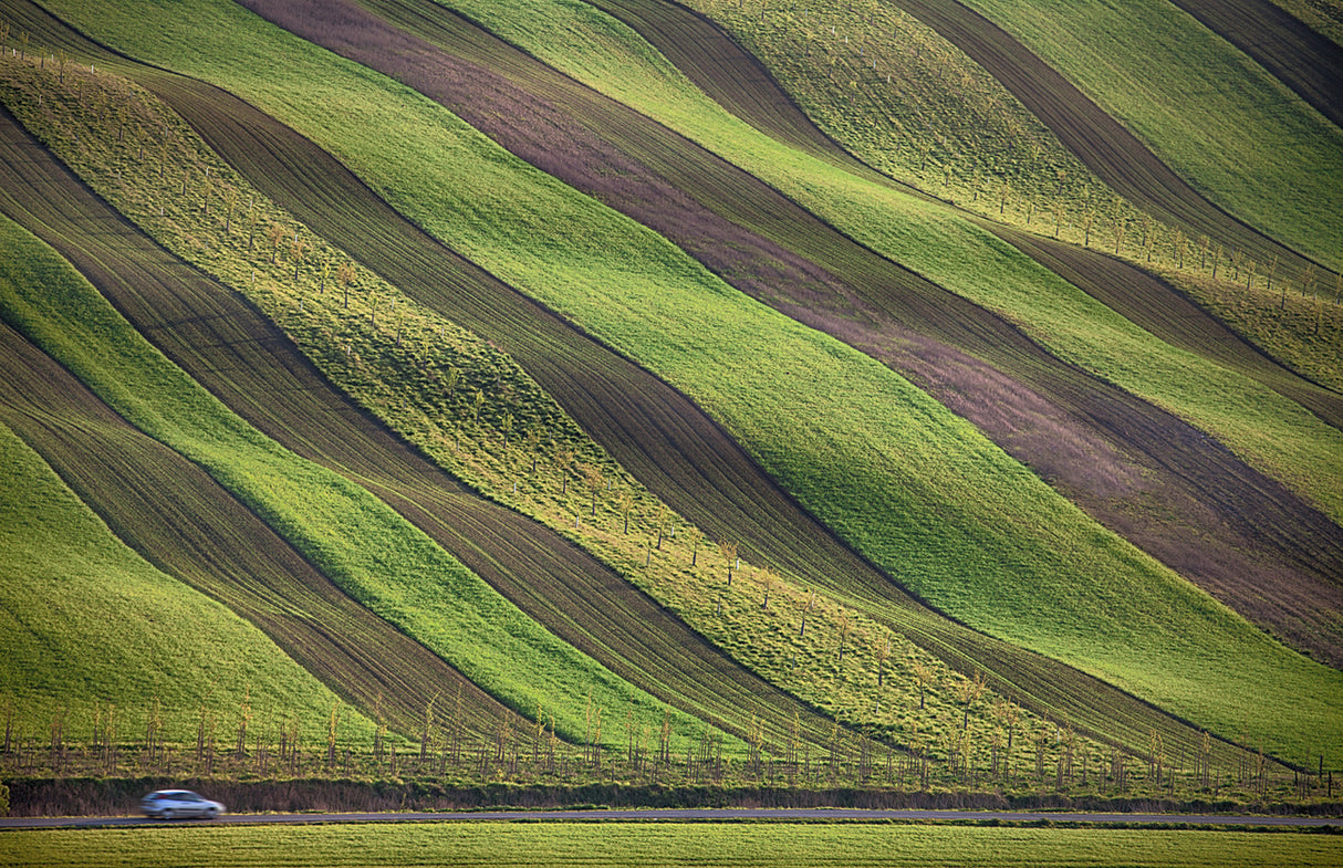 Stripes in the fields Poster och Canvastavla