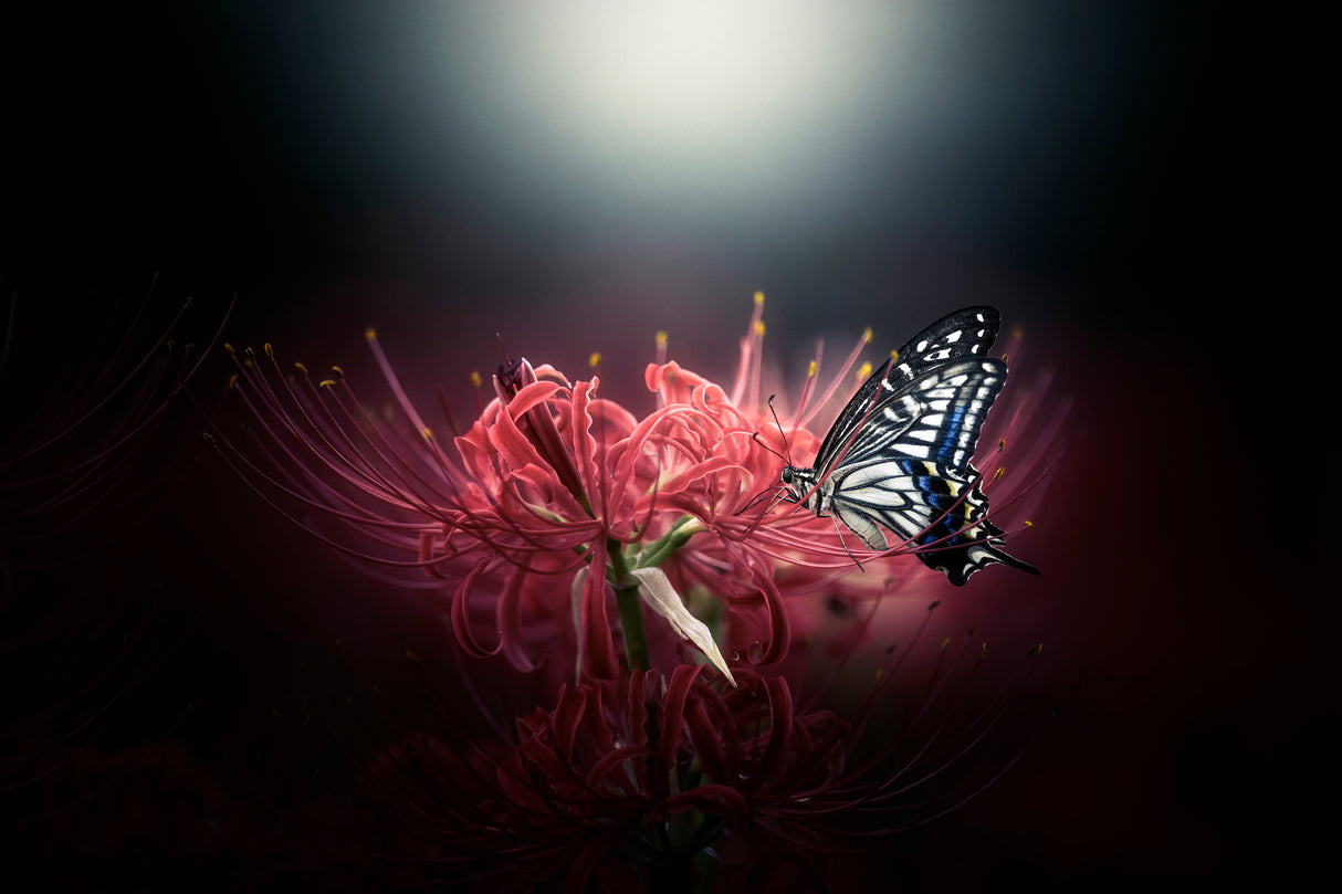 Stop quietly Poster och Canvastavla