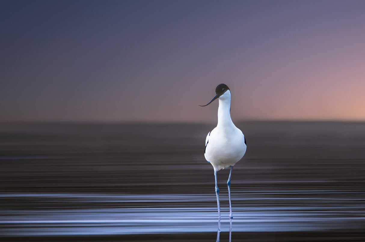 Avocet Poster och Canvastavla