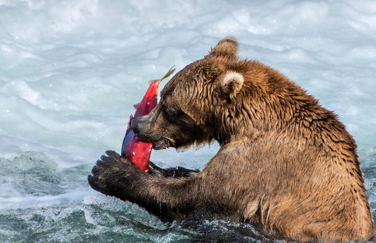 Sashimi for The bear, Poster och Canvastavla