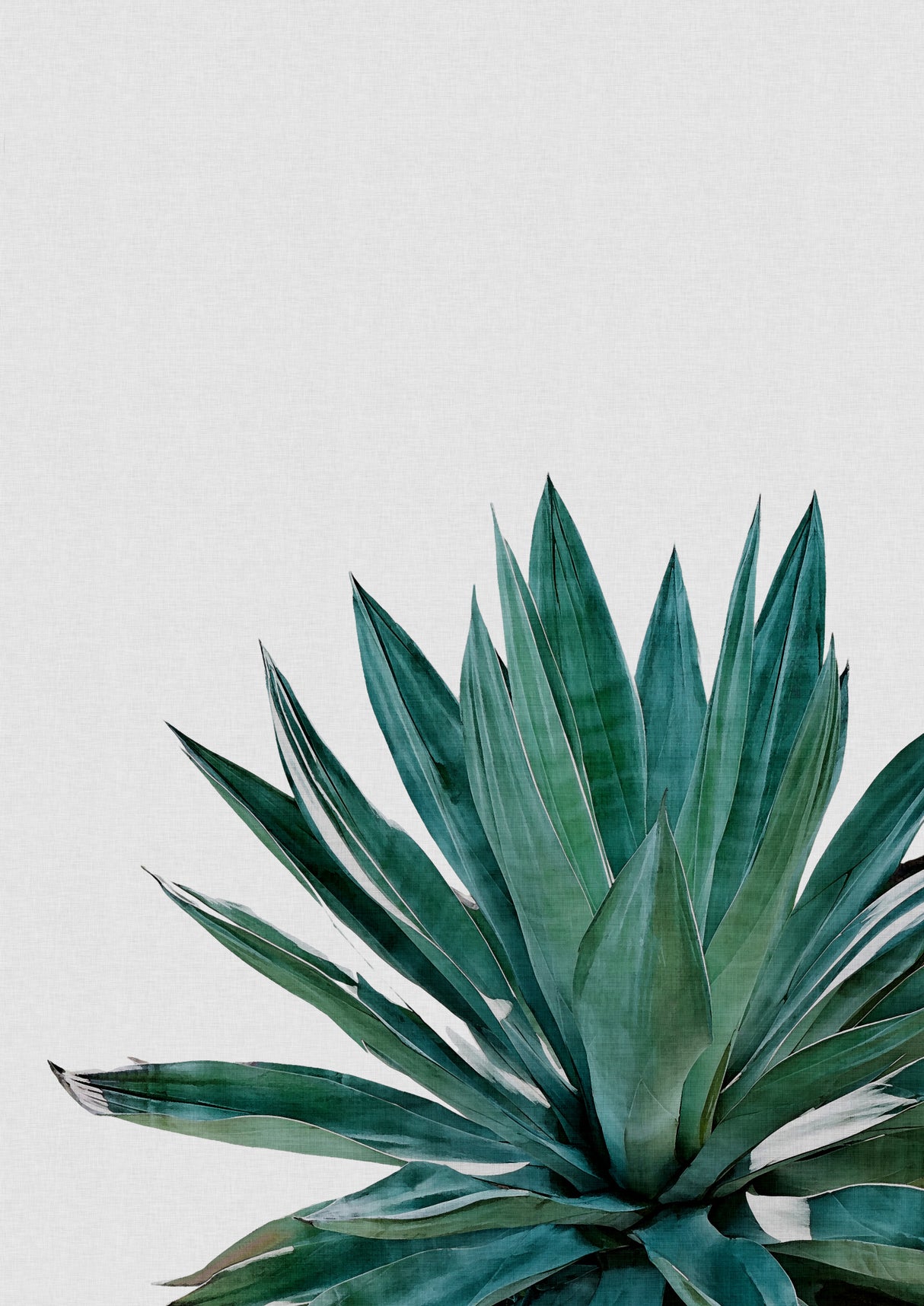 Agave Cactus Poster och Canvastavla