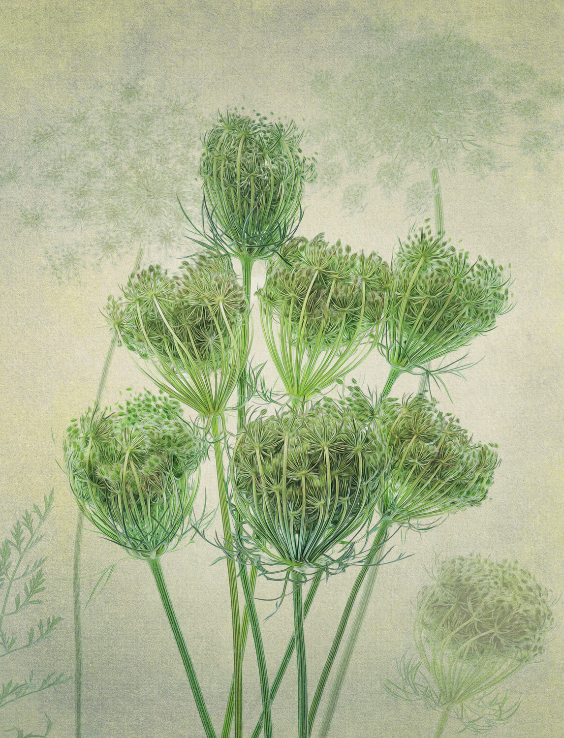 Wild Carrot 2 Poster och Canvastavla