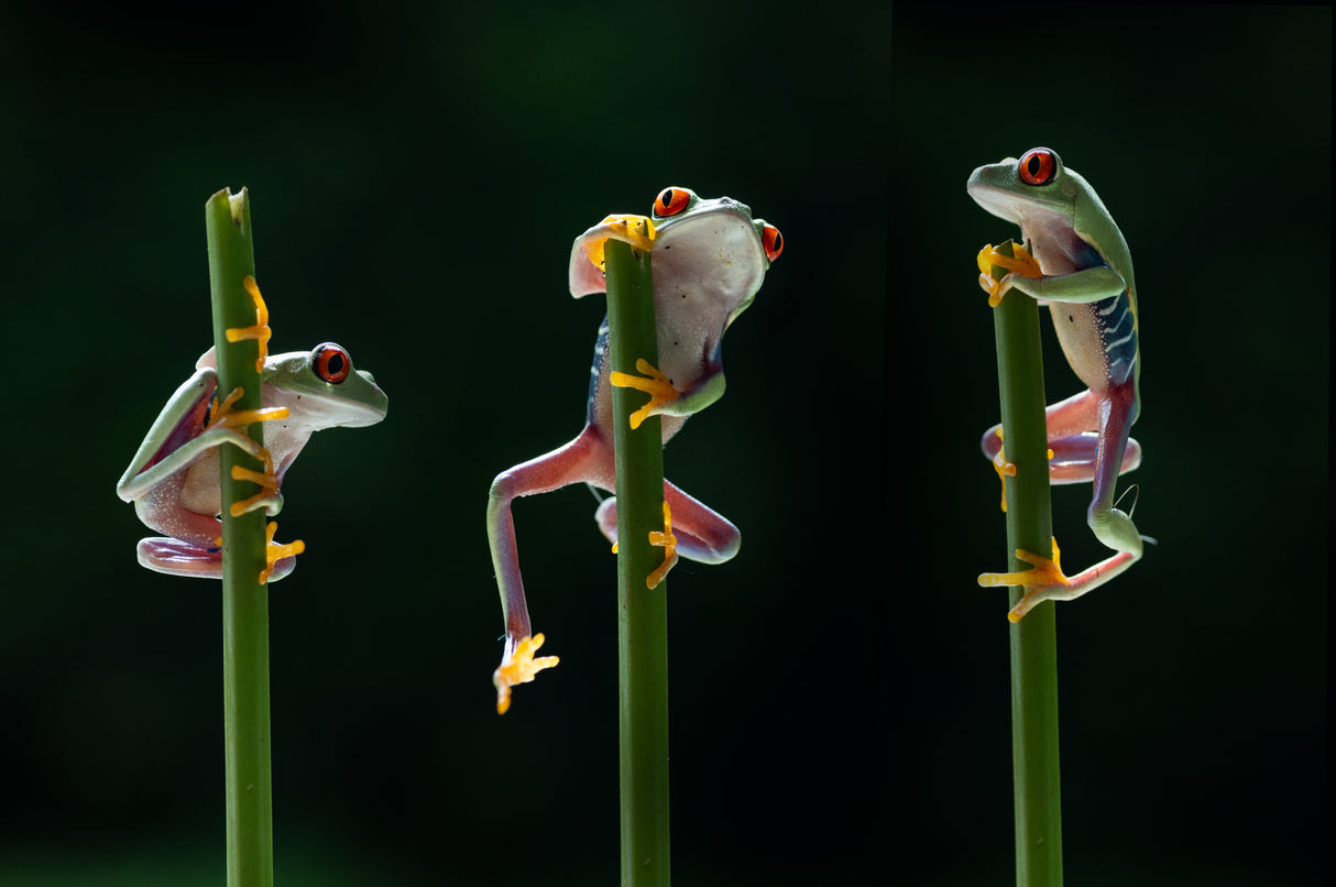 Three frogs in action Poster och Canvastavla