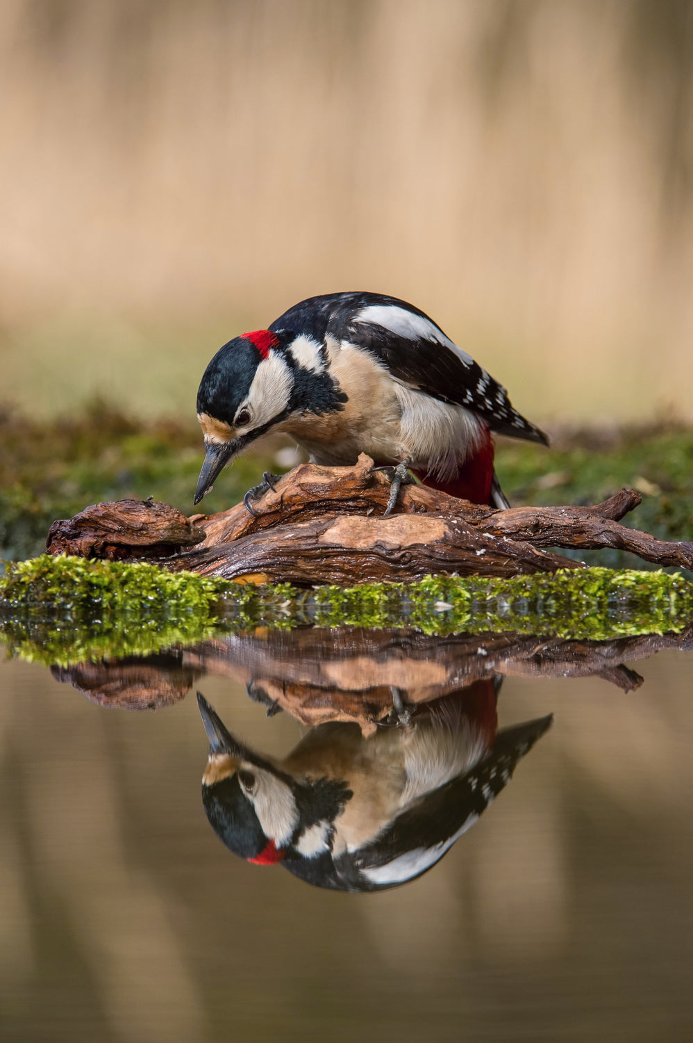 The Great Spotted Woodpecker, Dendrocopos major Poster och Canvastavla