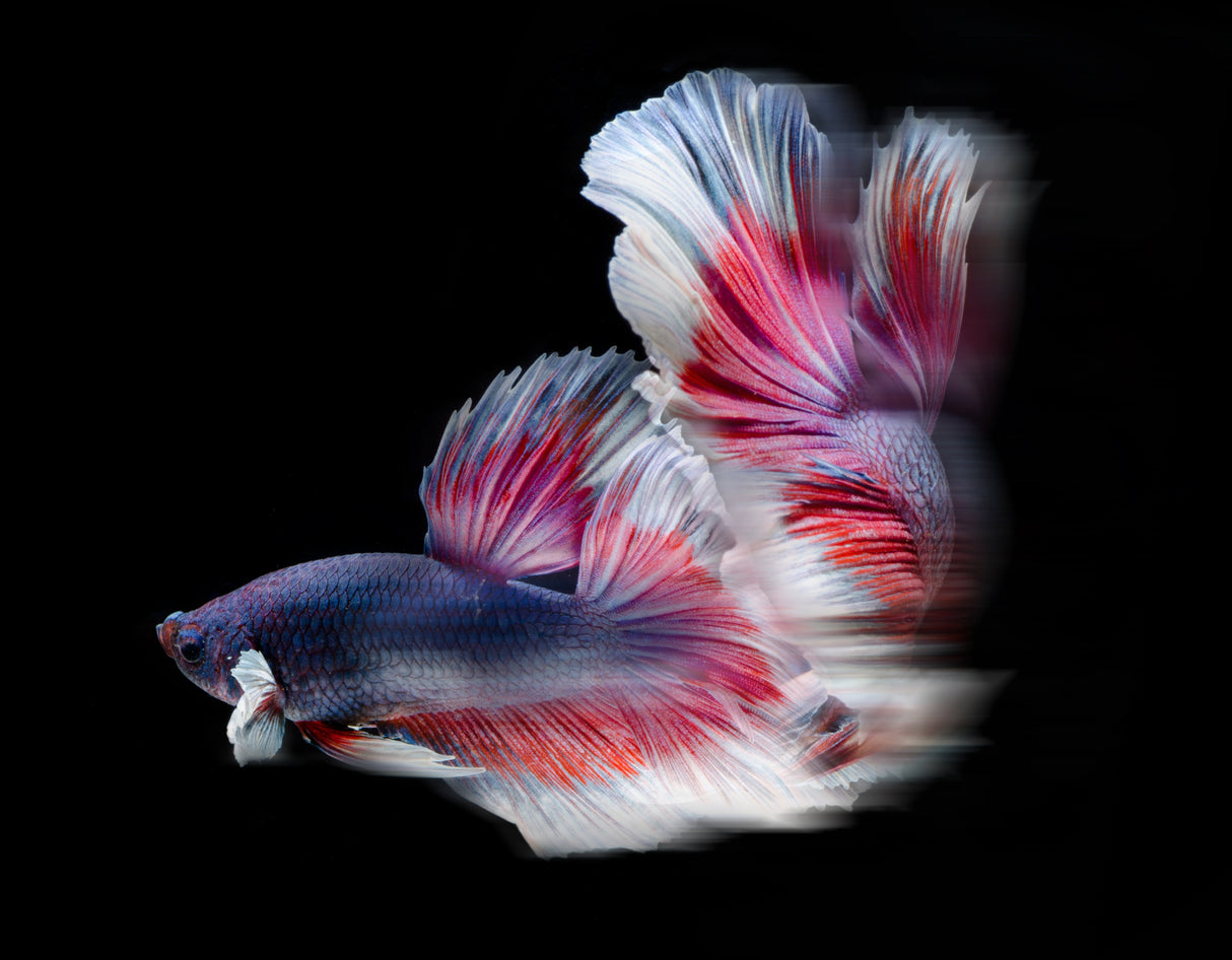 A movement bettafish Poster och Canvastavla