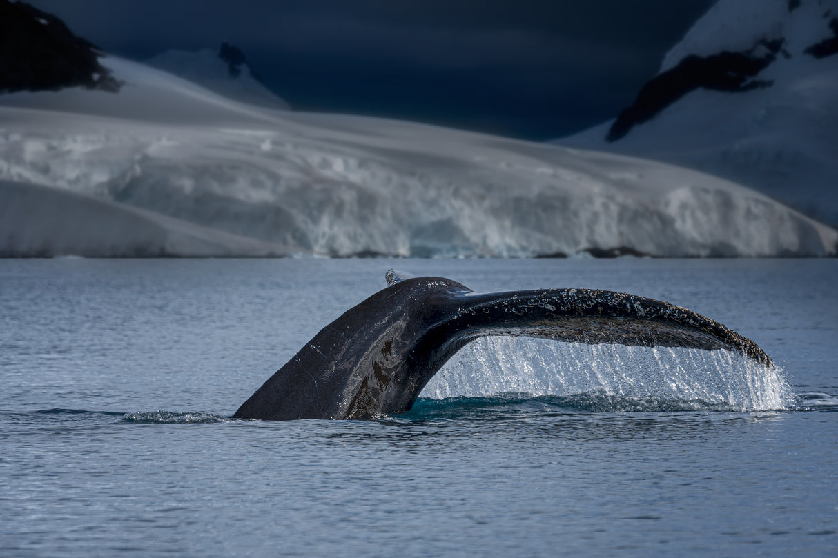 A Whale in Antarctica Poster och Canvastavla