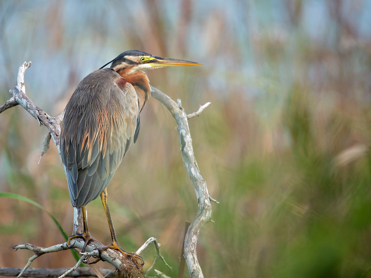 Purple Heron Poster och Canvastavla