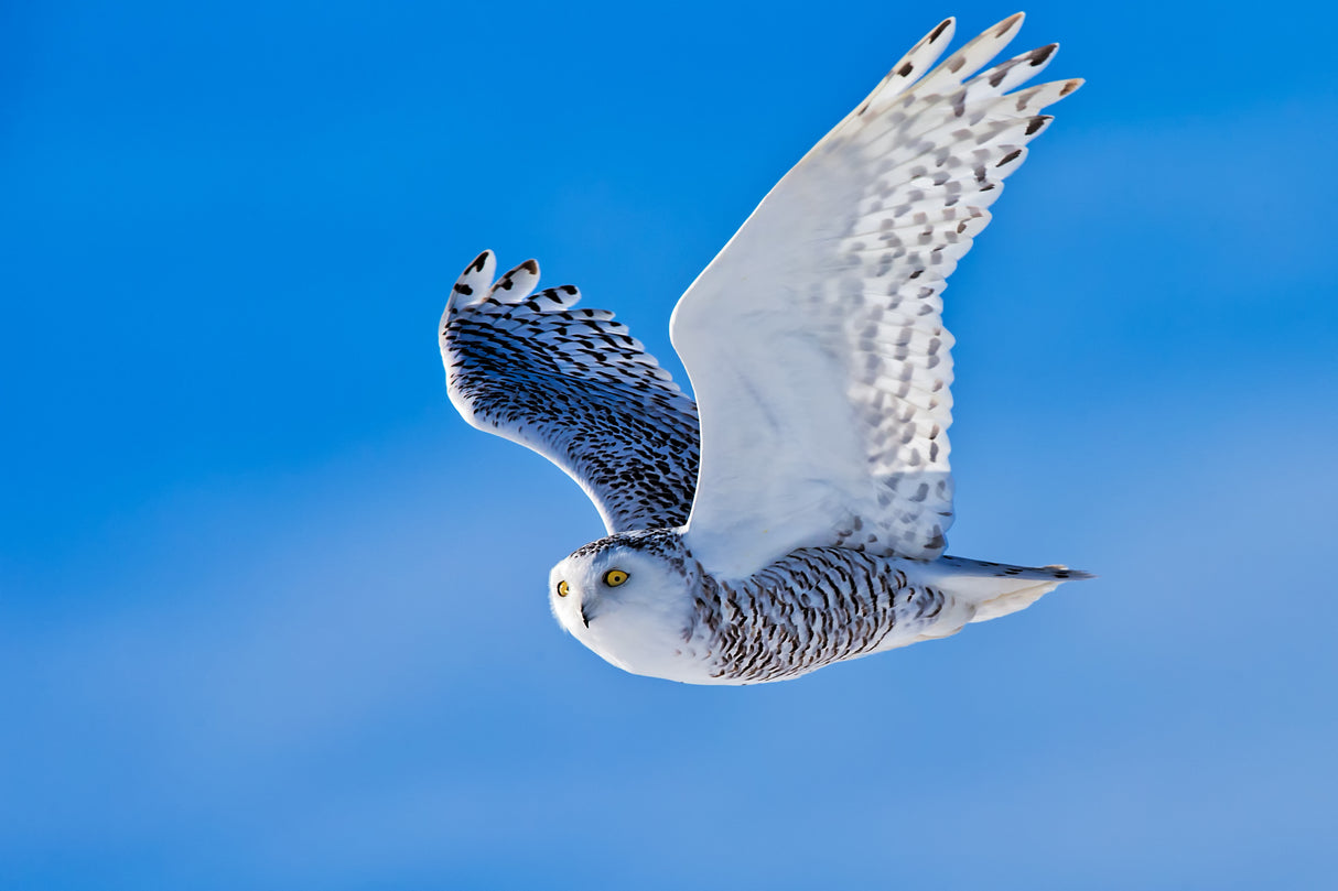 Snow Owl Poster och Canvastavla