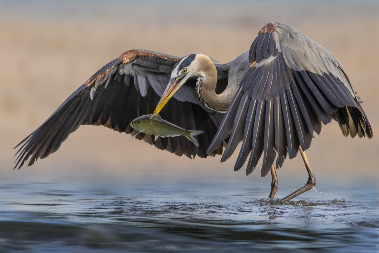 Heron Poster och Canvastavla